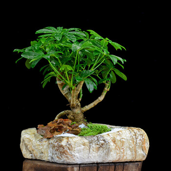 新佰特 鹅掌柴盆栽室内电脑植物四季常青鸭掌木盆景常绿叶 鸭脚木禅思