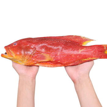 聚福鲜 马来西亚冷冻燕尾斑900-1000g 1条 东星斑 海鲜年货