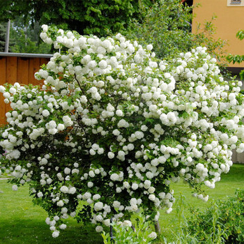 虹越欧洲木绣球玫瑰c3盆栽苗多规格盆栽苗大型球状庭院花园花灌木 c3