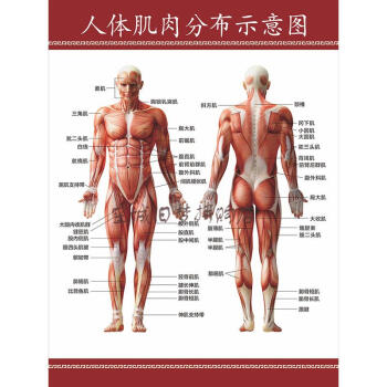 人体肌肉分布示意图医学宣传挂图人体器官解剖图医院布置海报墙贴28寸pp胶 图片价格品牌报价 京东