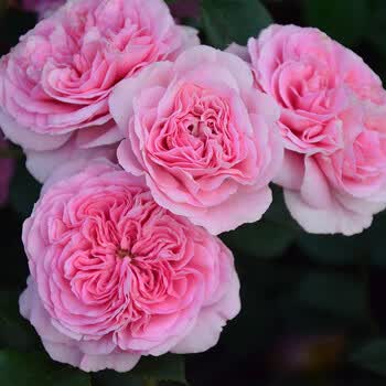 灌木月季 男爵夫人 6l盆栽苗 花园庭院花卉植物丰花 男爵夫人 6l盆栽