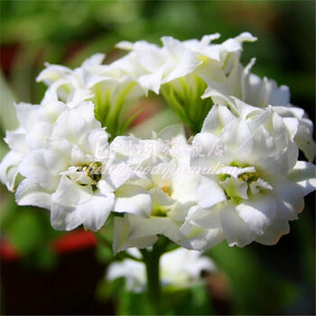 重瓣长寿花苗 长寿花花卉 七夕花 年宵花卉防辐射 白星20粒(当年开)