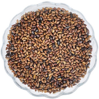 决明子种子庭院种植中药材种子 花草林木 一斤_ 3折现价68元