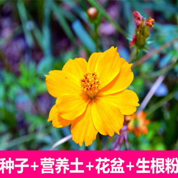 玫瑰花苗盆栽菊花长寿花薄荷绿植盆栽室内阳台花卉 硫华菊30粒 含盆