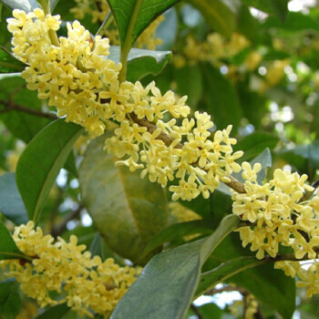 意轩 桂花苗桂花树苗月月桂金桂丹桂四季桂红桂花盆栽花卉庭院绿植 月