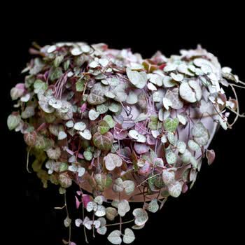 不在花坊精选24款多肉植物肉肉新品办公室桌面迷你小盆景多款创意组合绿植裸根不含盆爱之蔓单颗不含盆 图片价格品牌报价 京东