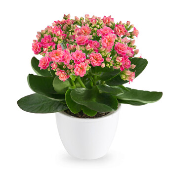 nmyu花花草草长寿花盆栽重瓣客厅花卉盆栽桌面植物办公室四季花卉