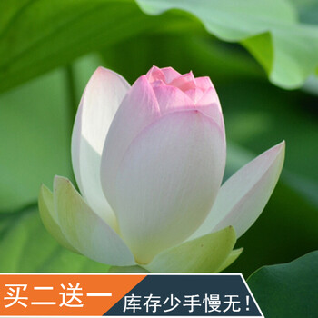 盆栽 荷花种 睡莲水培植物迷你睡莲水生花卉碗莲 佛手_ 4折现价10元