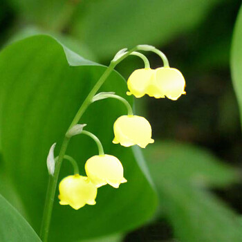 铃兰花 苗根花卉 室内盆栽绿植迷你小铃兰 荷包牡丹 办公室桌面观花