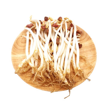 新鲜现摘嫩脆有机花生芽花生苗500g无土栽培 新鲜蔬菜