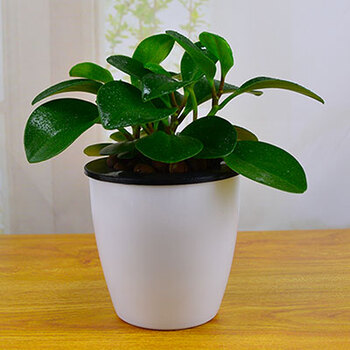豆瓣绿水培植物盆栽室内办公室书桌茶几净化甲醛植物盆栽2盆 豆瓣绿