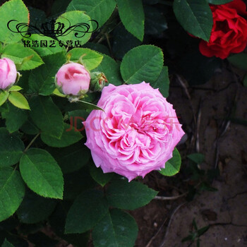 月季花苗 庭院植物 大花香水月季 月季花 玫瑰花 盆栽 月季花苗 蔷薇