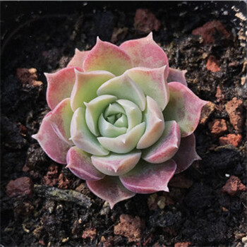 莫西干人 多肉植物 单头3-5厘米 裸根不带土