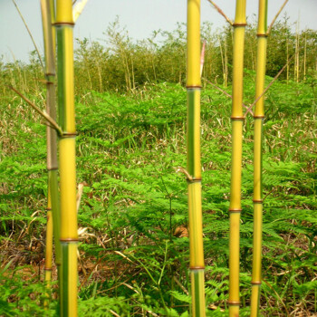 紫竹苗早園竹青竹苗金鑲玉竹佛肚竹盆栽庭院綠化觀賞植物金鑲玉竹3年