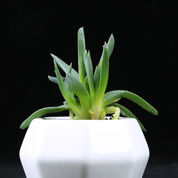 桌面多肉 室内花卉 易种盆栽 室内绿植花卉办公植物 多肉 黄花照波