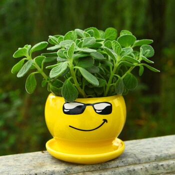 一抹香盆栽 室内碰碰香 香草多肉植物 客厅驱虫净化空气绿植花卉 墨镜