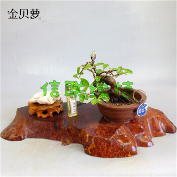 金貝蘿禮品小品木瓜盆景 掛果盆栽 綠植花卉 盆景 003