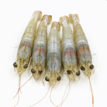 年后发货 锤子 原装进口厄瓜多尔养殖白虾 冷冻虾顺丰包邮 2斤_ 5折