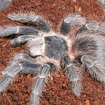 非洲烈阳橙巴布蜘蛛活体宠物 巴西所罗门3l_ 1折现价10元