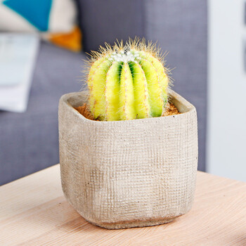 多肉植物组合盆栽仙人球盆栽防辐射植物新手套餐肉肉植物 t英冠玉锦a