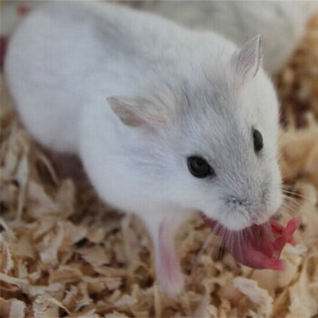 布丁奶茶三线紫仓金丝熊活体仓鼠笼仓鼠活体笼