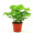 御春阁 幸福树富贵树 绿色植物办公室绿植花卉室内植物盆栽盆景 不含盆 独杆三叉