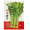 元井汇蔬菜种子四季播家庭阳台盆栽庭院易种植易生长蔬菜类种植菜种子 四季xiang菜（约800粒）