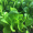 花沃里四季小白菜种子约600粒 蔬菜种子四季萝卜种籽家庭盆栽/庭院种植