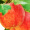 农夫山泉 17.5°苹果 阿克苏苹果 XL果径87±4mm 14个装 新鲜水果礼盒