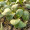 百萌（BAI MENG）蔬菜种子旱黄瓜种子籽水果黄瓜苗青瓜春季阳台盆菜种籽 唐山秋瓜种子 5克大约有100粒 厂商封装