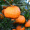 云南特产椪柑丑橘丑柑桔子当季新鲜水果芦柑丑八怪碰柑带箱10斤