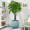 馨蔓（XINMAN）【送货上门】发财树盆栽大型客厅绿植办公室室内大棵植物送礼乔迁 五辫发财树1.3-1.5米星空蓝花盆