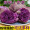 山东小紫薯5斤 地瓜 番薯 新鲜蔬菜