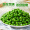 浦之灵 甜青豆 350g/袋 小豌豆粒 轻食代餐沙拉 冷冻预制蔬菜