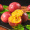 纯香果 广西百香果 新鲜水果 生鲜优选 净重 5斤【特大果】单果60-100g