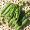 豌豆荚新鲜农家蔬菜带壳毛豆现发 优惠带箱5斤装带壳豌豆