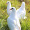 美乡 新鲜乳鸽3只装 鸽子肉 杀前1500g左右  农家喂养 其他禽类活鸽子现杀