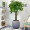 馨蔓（XINMAN）【送货上门】发财树盆栽大型客厅绿植办公室室内大棵植物送礼乔迁 五辫发财树1.3-1.5米星空蓝花盆