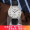 【二手95新】天梭(TISSOT)经典力洛克系列自动机械男士手表瑞士手表二手钟表天梭力洛克男表回收 银盘皮带80芯T006.407.16.033.00