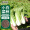 花沃里 小白菜种子 四季蔬菜种子 家庭阳台盆栽/庭院种植约600粒/袋(联系客服要种植步骤)