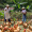 温氏 供港农养鸡 800g 土鸡走地鸡农家散养 高品质供港鸡 草鸡柴鸡整鸡 散养90天以上