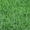 百萌（BAI MENG）美国进口矮生草籽 四季青草坪种子球场园林绿化草皮卷坪用草籽 耐践踏工程草种子 百瑞通 苇状羊茅种子 矮生型 500克 厂商封装