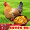 莘地（SHENDI）[莘县馆] 农家老母鸡 走地鸡笨鸡 新鲜鸡肉 约2.5斤/只 2只装