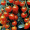北京东升种业（DS）蔬菜种子西红柿红色盆栽樱桃番茄种子 四季蔬菜 家庭阳台 庭院种植50粒/袋