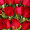 春匠（CHUNJIANG）情人节鲜花速递33朵红玫瑰花束礼盒生日礼物告白求婚全国同城配送 33朵红玫瑰礼盒