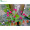 海棠树苗西府垂丝北美海棠花苗盆栽花卉阳台庭院种植物绿化苗木 5厘米粗 其他