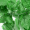 FOOJO室内仿真植物假花藤曼缠绕绿植水管道遮挡室内吊顶装饰葡萄叶5条装