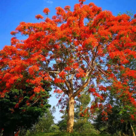 花姿妖正宗凤凰木树苗34红花楹蓝花楹名贵风景树绿化庭院户外绿.