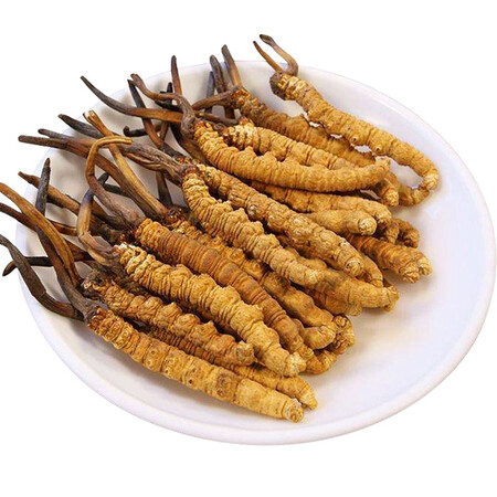【香格里拉特产馆】新鲜虫草冬虫夏草 传统滋补品高海拔野生 现挖 9g
