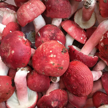 2024新菇广西浦北新鲜野生红椎菌土特产红菇 红菌 1斤